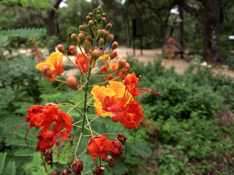 Balls and Tendrils  Balls and Tendrils